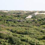 Sentier de la dune parabolique (4)